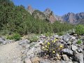 (156) Near the campsite in the Caldera Taburiente